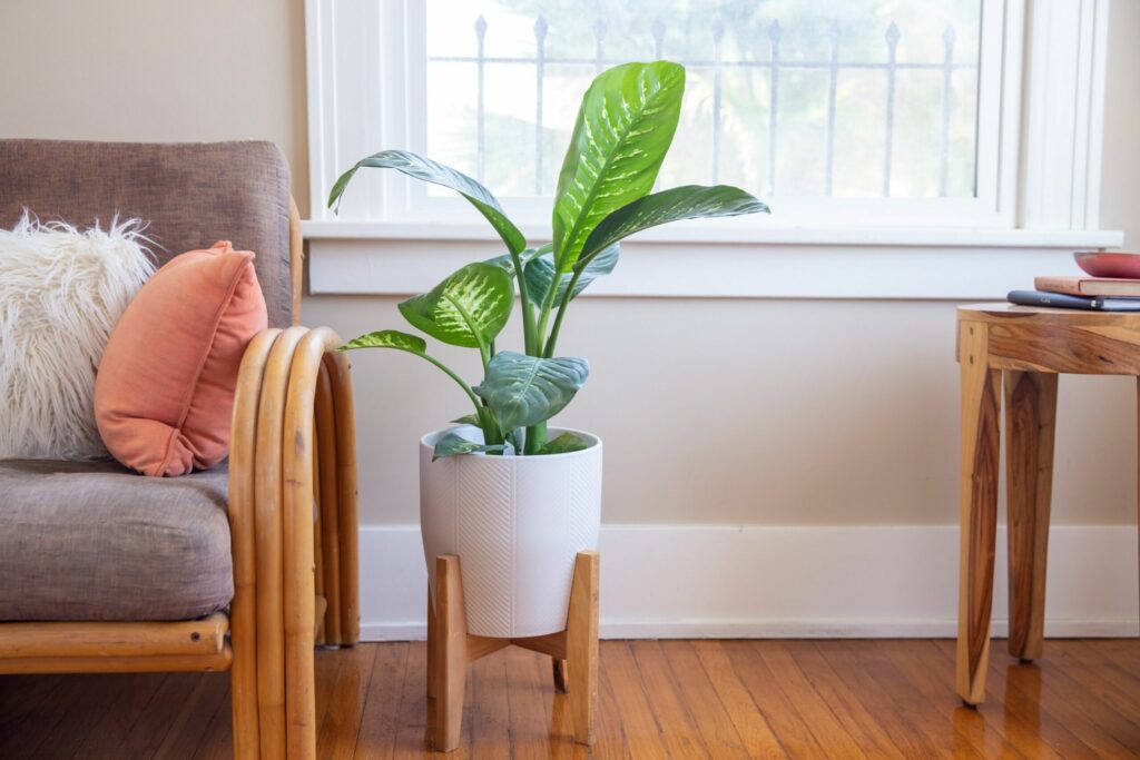 Janeiro Branco: Como as plantas podem ajudar sua saúde mental